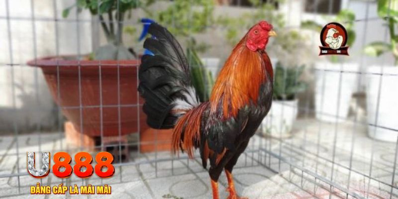 789 win casino Trực tuyến